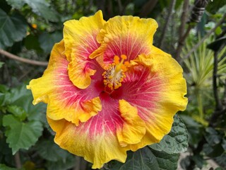 yellow and pink hibiscus flower, close up picture, botanical and floral