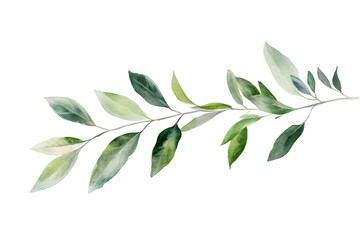 Watercolor green leaf branch isolated on transparent background
