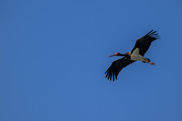black stork in flight