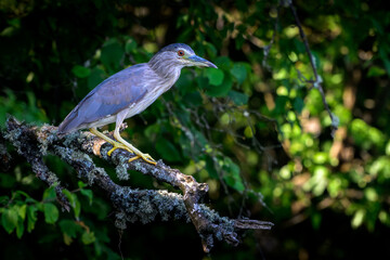blue heron on a branch