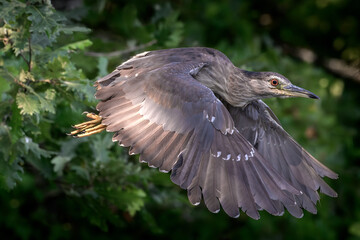 blue heron in flight