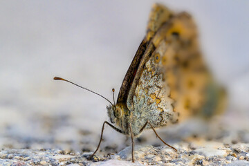 butterfly on the ground