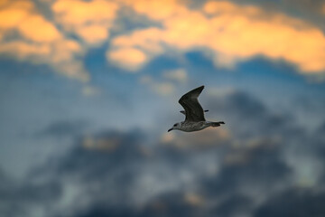 seagull in flight