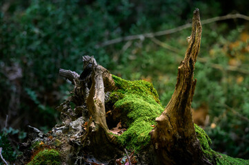Fototapeta premium dead tree stump