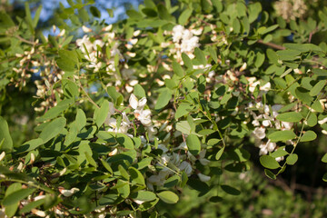 akacja, Robinia akacjowa, Robinia pseudoacacia