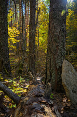 Obraz premium autumn in the woods