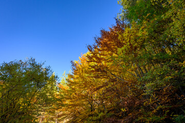 Autumn trees in the forest