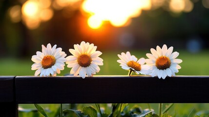 Sunset daisies on a fence, garden background, peaceful scene, possible use for greeting cards