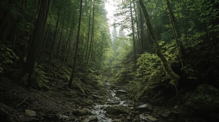 Obraz premium Serene Forest Stream with Majestic Greenery
