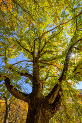 autumn trees in the park