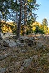 autumn forest in the morning