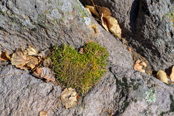 moss in the shape of a heart on stone