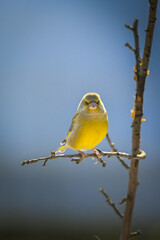 A greenfinch bird resting on a branch