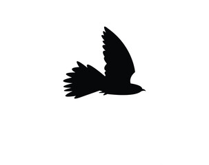 Flying African cuckoo bird Silhouette Design  And Vector Illustration. 