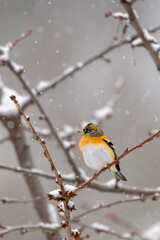 A brambling bird resting on a branch during snowfall