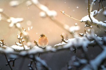 A robin bird resting on a snow-covered branch while snowing