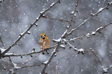A Hawfinch bird resting on a branch during snowfall