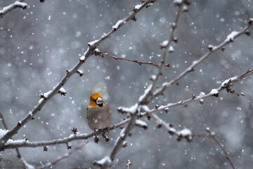 A Hawfinch bird resting on a branch during snowfall