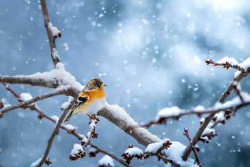 A brambling bird resting on a branch during snowfall