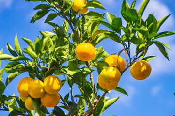 オレンジ色に色付いた木成りの有田みかん