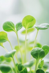 Delicate green seedlings thrive under bright light, showcasing g