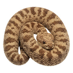Obraz premium Coiled Desert Rattlesnake, Camouflaged and Ready.