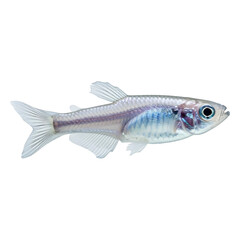 Fototapeta premium Translucent Fish with Iridescent Hues