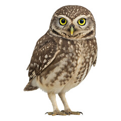 Fototapeta premium Little Owl Perched, Bright Eyes Glaring.