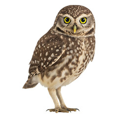 Naklejka premium Little Owl with Bright Yellow Eyes