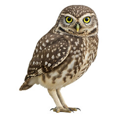 Fototapeta premium Little Owl Perched, Alert and Focused.