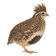 Fototapeta premium Elegant Quail with Crest of Feathers
