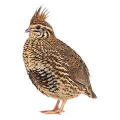 Fototapeta premium Elegant Scaly-breasted Quail Profile View.