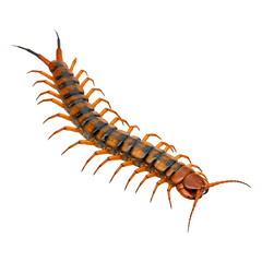 Obraz premium Striped Centipede Crawls on Black Background