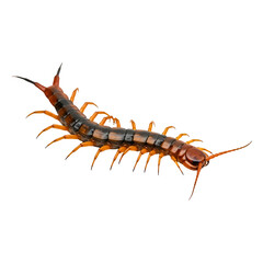 Striped Centipede Crawling in Darkness