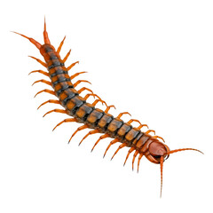Orange Centipede with Many Legs Crawls