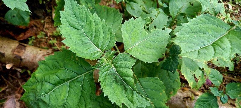 Patchouli plant (Pogostemon cablin Benth) is a tropical plant that produces essential oils (patchola oil).