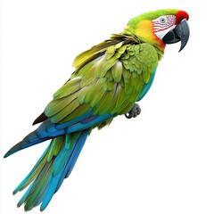 Obraz premium Radiant Plumage: A striking parrot showcases its vibrant, multi-colored feathers. capturing the intricate patterns and hues of the bird's plumage