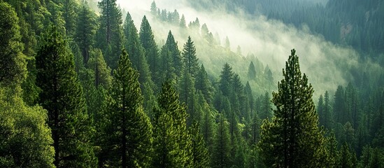 Captivating Forest of Pine and Sequoia Trees Set in Majestic Surroundings