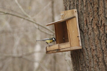 tit bird at the birdhouse 