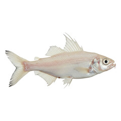 Underwater Specimen: Dorsal View of Fish.