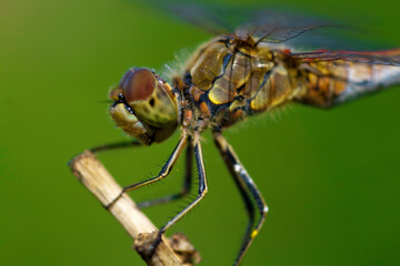 dragonfly close up