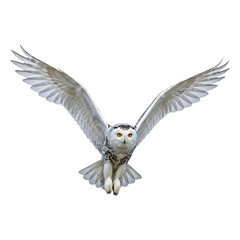 Fototapeta premium Majestic Snowy Owl in Flight