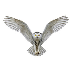 Fototapeta premium Majestic Snowy Owl in Flight