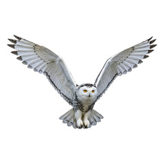 Fototapeta premium Snowy Owl in Majestic Flight