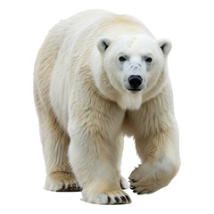 Fototapeta premium Majestic Muskox of the Arctic Tundra
