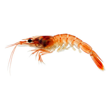 Ocean's Delicate, Translucent Pink Shrimp