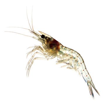 Translucent Shrimp in Aquatic Habitat