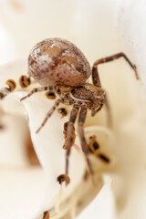 wolf spider on a web