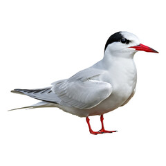 Obraz premium Arctic Tern with Striking Red Bill