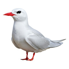 Obraz premium Elegant White Tern with Red Bill
